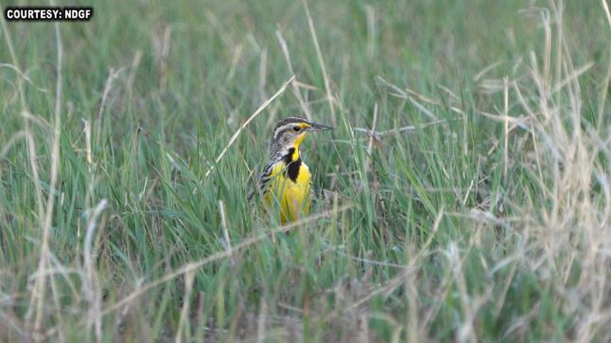 Western Meadowlark
