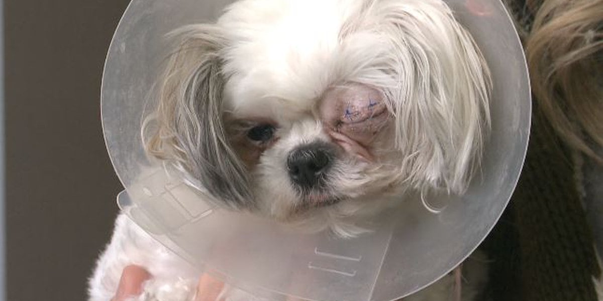 Dog’s eye pops out during grooming, business paying for all medical bills