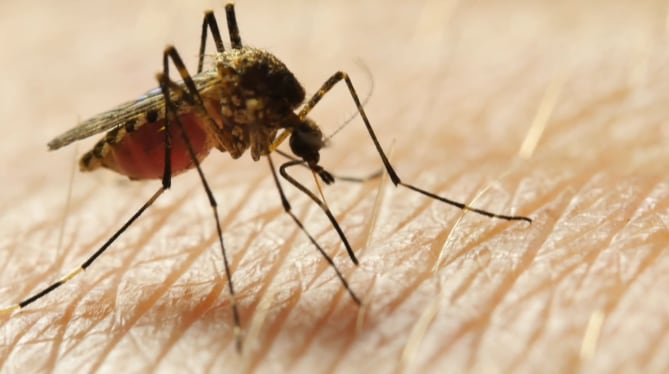 Aerial sprays ahead; Rain to bring challenging mosquito season - Vimarsana News