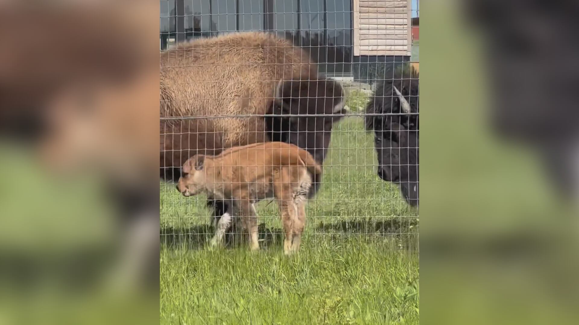 Red River Zoo in Fargo welcomes baby bison - Vimarsana News