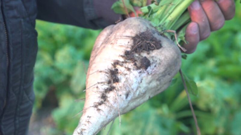 SUGARBEET