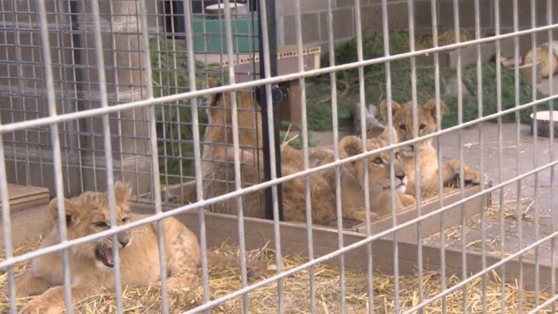 4 lion cubs rescued from war-torn Ukraine arrive at Minnesota sanctuary